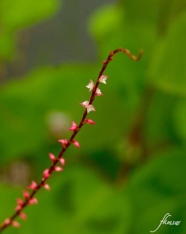 庭の花 ミズヒキソウ Spoyajiのblog