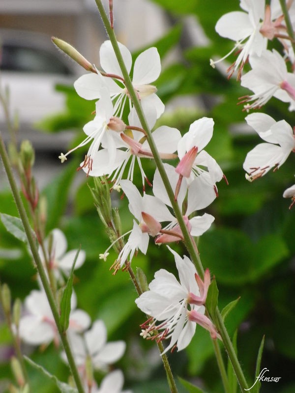 庭の花キョウガノコとガウラです Spoyajiのblog 庭の花キョウガノコとガウラです Spoyajiのblog