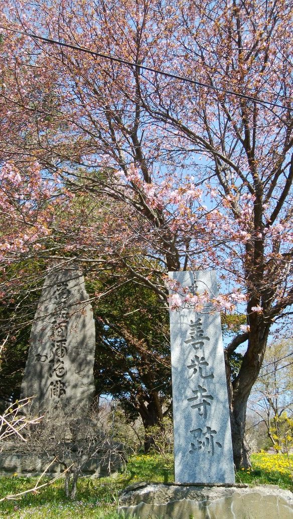 有珠善光寺の侘び桜 北の桜日和