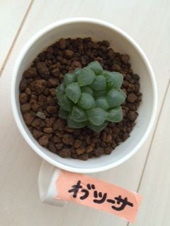 多肉植物観察 4 仕方なくプラ鉢自作 じみはじ弁当日記