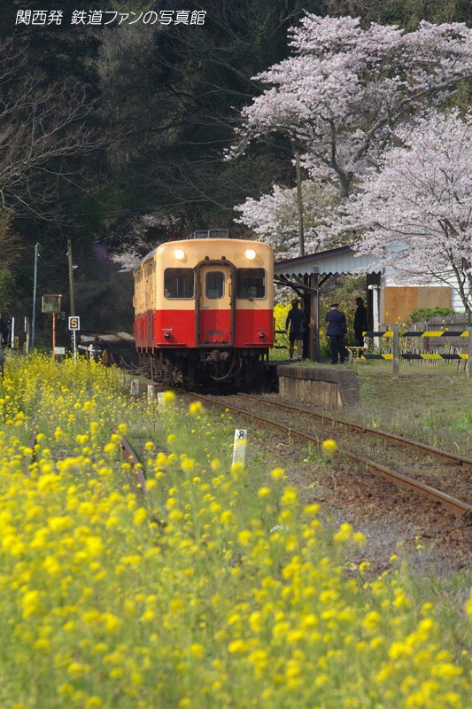 小湊鉄道 月崎 2 桜と菜の花の駅 関西発 鉄道ファンの写真館 撮影地ガイド