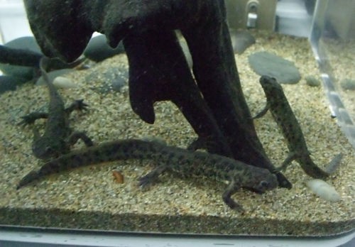 東京タワー水族館 09年12月 爽快ウーパー