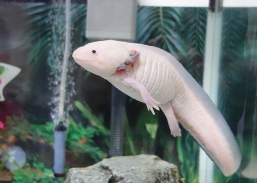 発情期は続くよ何処までも 爽快ウーパー