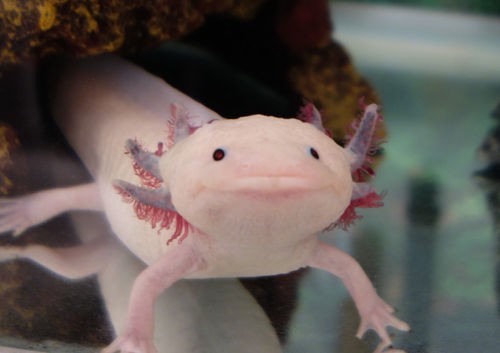 よく食うウパはよく遊ぶウパ 爽快ウーパー