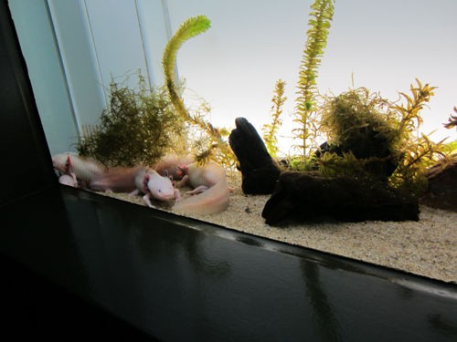 サンシャイン水族館 11年10月 爽快ウーパー