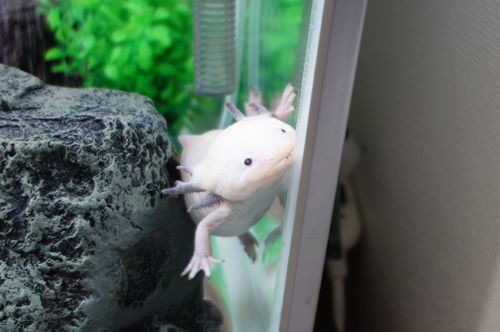 発情期終了で少し体調不良 爽快ウーパー