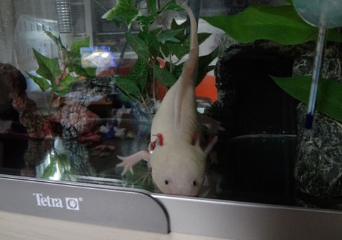 必殺 ウパコクロス 爽快ウーパー 必殺 ウパコクロス 爽快ウーパー