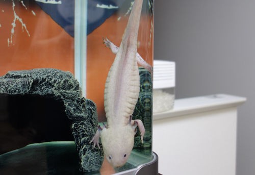 真夏ですが完全絶食期 爽快ウーパー