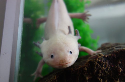 50日の絶食を乗り越えて復活 爽快ウーパー