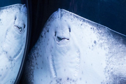 可愛いエイ なないろpallet