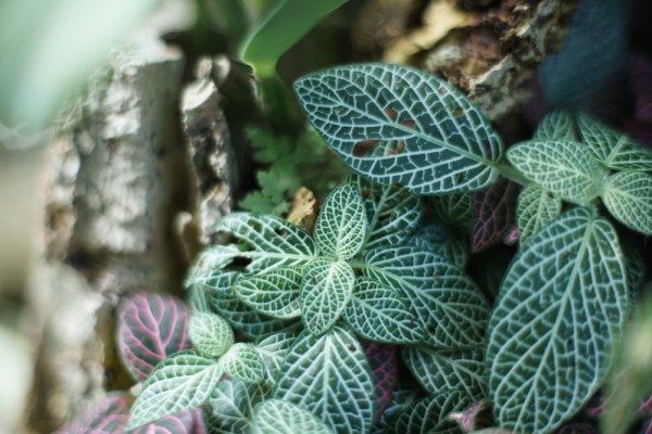 レンズ探求 #14 Contarex Planar 50mm F2 野外比較 : ZEISSレンズとか