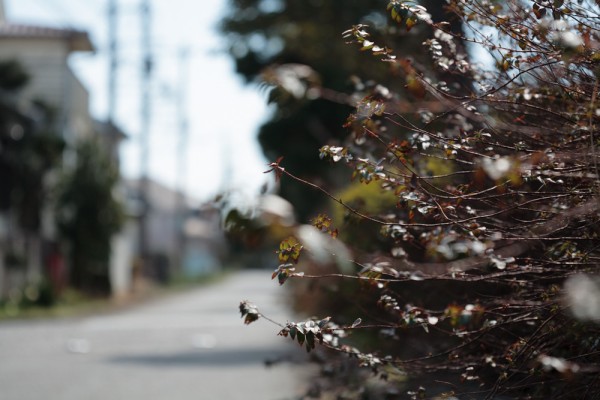Apo-Makro-Planar 120mm F4 詳細解説 : ZEISSレンズとかなんとか Apo-Makro-Planar 120mm F4 詳細解説 : ZEISSレンズとかなんとか
