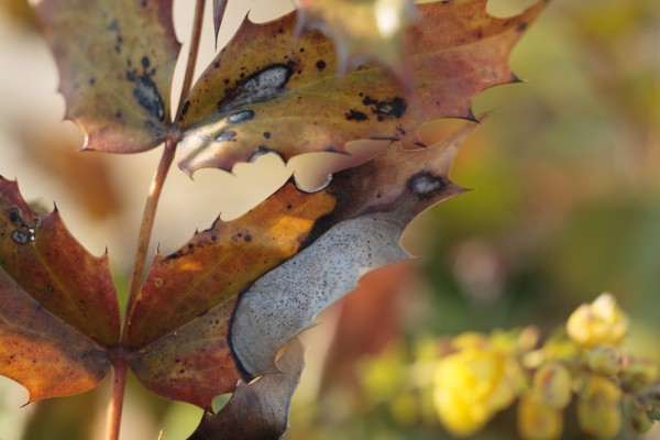 レンズ(ズーム) Apo-Makro-Planar 4/120 レンズ(ズーム) Apo-Makro-Planar 4/120 レンズ(ズーム) Apo