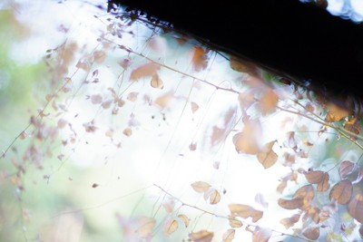 α7IIのシャッター幕が壊れました。 : ZEISSレンズとかなんとか