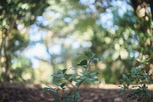 レンズ探求 #42 Xenon 50mm F2（戦後型） 野外比較 : ZEISSレンズとか