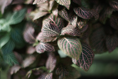 レンズ探求 #14 Contarex Planar 50mm F2 野外比較 : ZEISSレンズとか