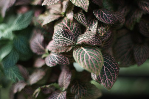 レンズ探求 #14 Contarex Planar 50mm F2 野外比較 : ZEISS レンズ探求 #14 Contarex Planar 50mm F2 野外比較 : ZEISS