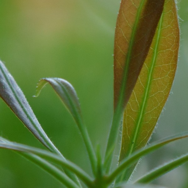 Contax apo makro planar 4/120アダプターセット PY] ニコンZ特集 マウントアダプター千本ノック - Carl Zeiss Apo