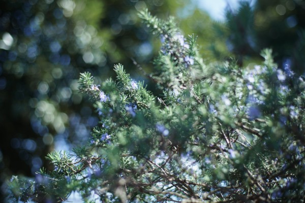 レンズ探求 #21 Xenon 50mm F1.9 野外比較 : ZEISSレンズとかなんとか