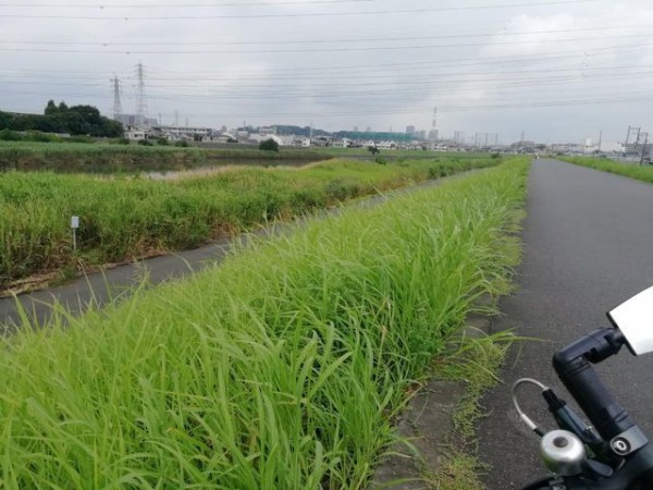今年の夏の思い出 自転車と介護と選挙とツイッター 自転車と介護な生活 今年の夏の思い出 自転車と介護と選挙とツイッター 自転車と介護な生活
