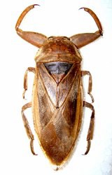 今日の昆虫126(Lethocerus deyrollei) : 今日の昆虫