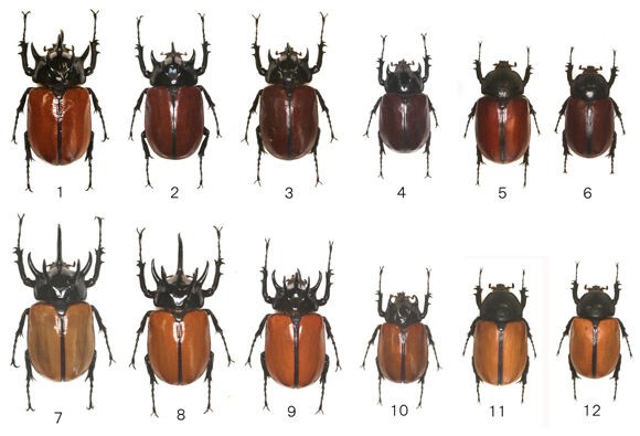 ゴホンヅノカブト系標本 ゴホンヅノカブト系標本 - メルカリ