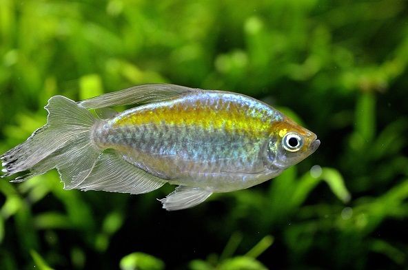 すみだ水族館 自然水景の魚 コンゴテトラ 生物と自然の写真 By Seiichi Tanaka