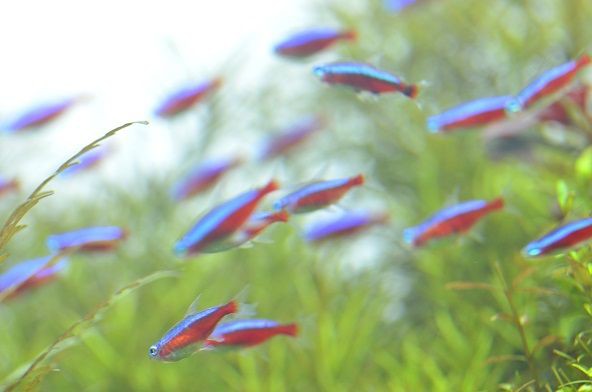 熱帯魚壁紙 カージナルテトラの群 すみだ水族館の自然水景 生物と自然の写真 By Seiichi Tanaka