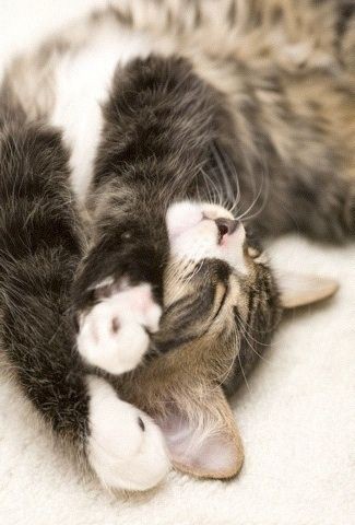 Iphone 壁紙まとめ 動物 植物その１ Start Phone