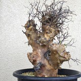 開店祝い チレコドン・レティキュラーツス 万物想 life still : 塊根植物・コーデックス