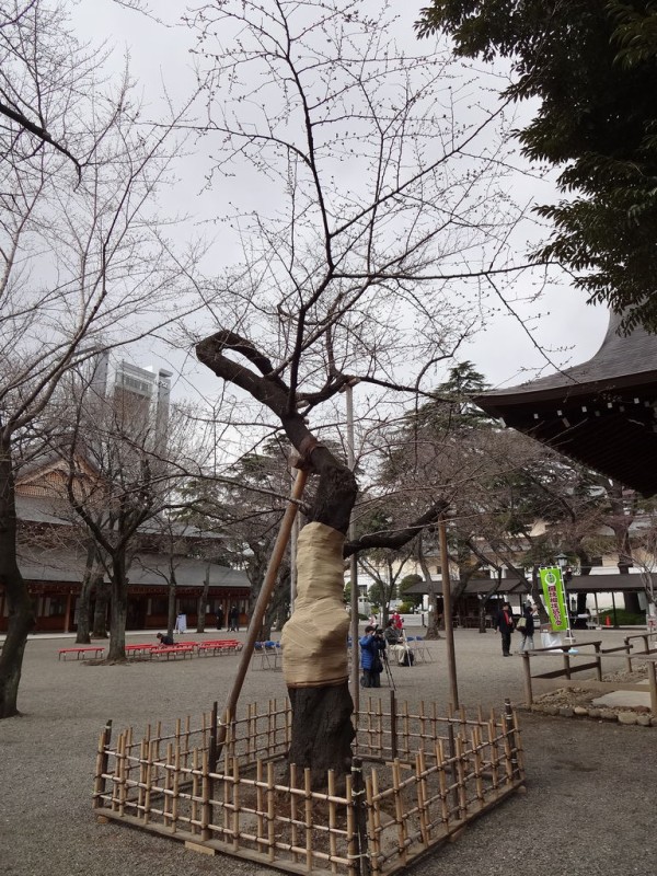 靖国神社の気象庁標本木 染井吉野はまだ蕾 14年3月21日 東京散歩 四季のイベント 花の歳時記 食べ歩記