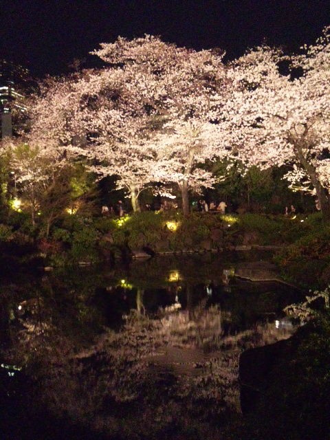 12春 東京の桜 ３５ 六本木ヒルズ毛利庭園の夜桜 東京散歩 四季のイベント 花の歳時記 食べ歩記