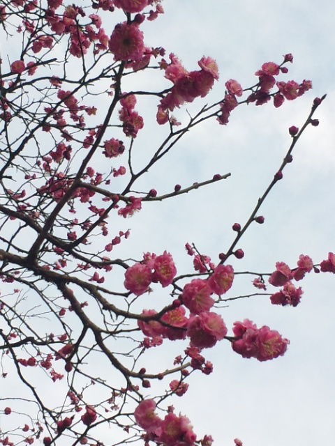 飯倉片町の梅の花 七分咲きに 13年2月9日 東京散歩 四季のイベント 花の歳時記 食べ歩記