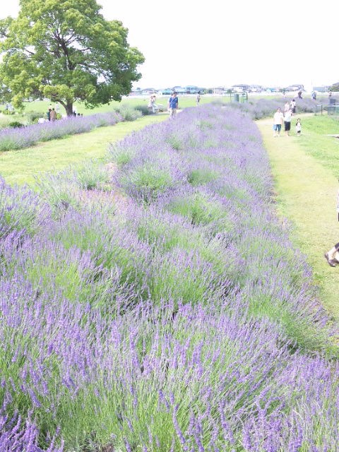 12年 春から初夏の花 ５１ 菖蒲町のラベンダー堤 東京散歩 四季のイベント 花の歳時記 食べ歩記