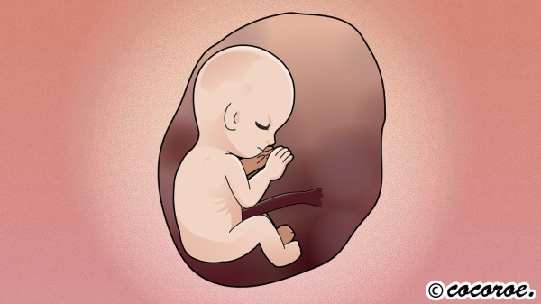 胎児のイラスト 赤ちゃんのイラスト テレビ番組イラスト 似顔絵制作ブログ