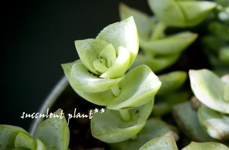 星の王子 簡単 可愛い 多肉植物 観察日記