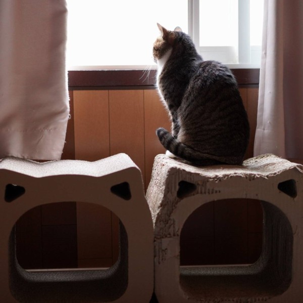 バッグに、車にどこでも一緒に連れて行きたくなる猫のバッグチャーム。サバトラちゃん バッグに、車にどこでも一緒に連れて行きたくなる猫のバッグ