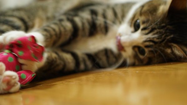 猫246)「またたびキャンディ」の効果に再度怯える飼い主((((；ﾟДﾟ 