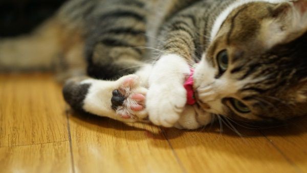 猫246)「またたびキャンディ」の効果に再度怯える飼い主((((；ﾟДﾟ 