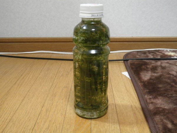 掃除終わった 熱帯魚 飼育日記 掃除終わった 熱帯魚 飼育日記