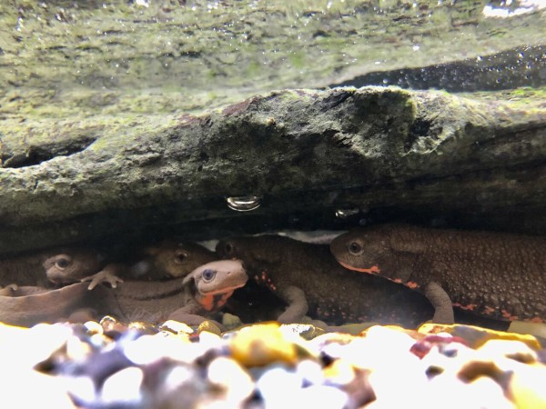 日本各所の水族館等にあるイモリ水槽まとめ : 主食は水族館です