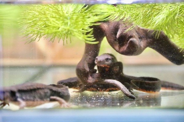 日本各所の水族館等にあるイモリ水槽まとめ : 主食は水族館です