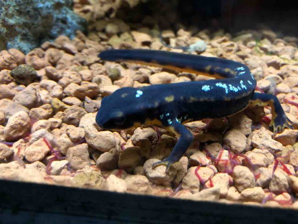 日本各所の水族館等にあるイモリ水槽まとめ : 主食は水族館です