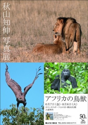 秋山知伸写真展 アフリカの鳥獣 四季組曲 Suite 4seasons 秋山知伸写真展 アフリカの鳥獣 四季組曲 Suite 4seasons