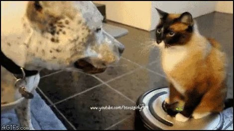 ルンバに乗った猫と犬が出会うとどうなるでしょう クビエン