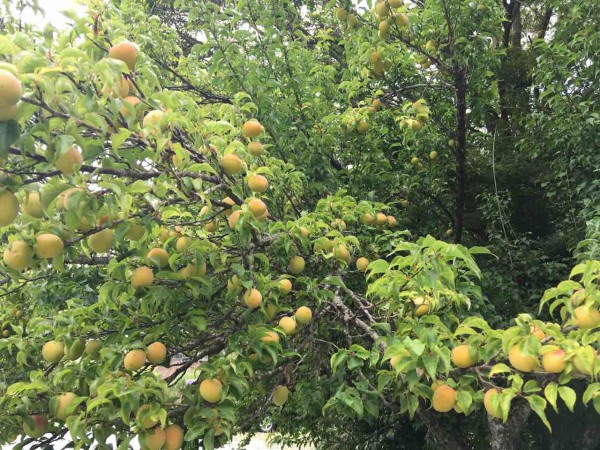梅の初夏 ＆ 6月3日(日)は梅まつり！ : すくもちゃん新聞 （高知
