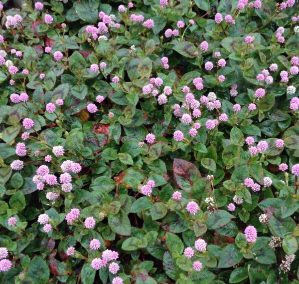 いきもの こんぺいとう花は勝利のおまもり 16 10 25 すくもちゃん新聞 高知県 宿毛市 いきもの こんぺいとう花は勝利のおまもり 16 10 25 すくもちゃん新聞 高知県 宿毛市