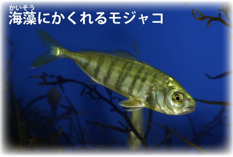 いきもの 宿毛の養殖ブリの子どもはどこから来る その名はブリコ 17 06 03 すくもちゃん新聞 高知県 宿毛市