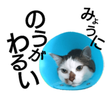 発見 幡多弁なめねこ Lineでええ味だしちょう すくもちゃん新聞 高知県 宿毛市