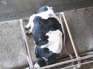 榎本牧場に見学に行ってきました くま きりん すくすく保育園